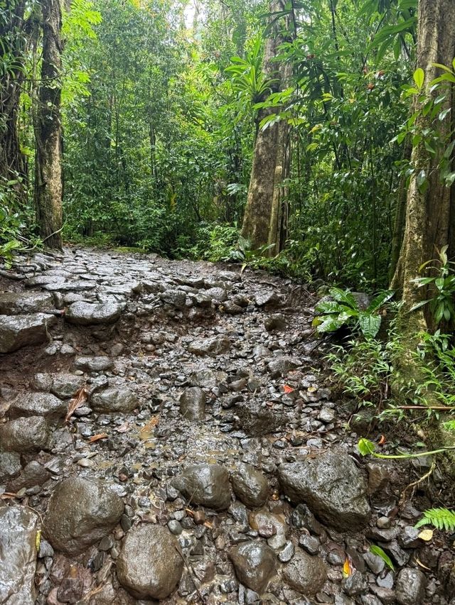 Mānoa Falls: Pure Rainforest Magic Just Minutes from Waikiki! 💙🌿