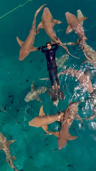 Swimming with Sharks in Maafushi, Maldives 🦈🏝️

If you’re looking for an unforgettable adventure in the Maldives, snorkeling with sharks in Maafushi Island is an experience you simply can’t miss.

The crystal-clear turquoise waters, vibrant coral reefs, and incredible marine life make Maafushi one of the best destinations for ocean lovers. One of the highlights of my trip was swimming alongside reef sharks in their natural habitat. Despite their intimidating name, reef sharks are generally shy and harmless to humans, making the experience both thrilling and peaceful.

As soon as we entered the water, we were surrounded by schools of colorful tropical fish, graceful rays, and several beautiful reef sharks gliding effortlessly through the ocean. It was a surreal moment that reminded me how incredible nature truly is.

The local guides were professional, safety-focused, and respectful of the marine environment, ensuring that everyone enjoyed the experience while protecting the wildlife.

Whether you’re an experienced snorkeler or trying it for the first time, Maafushi offers an adventure you’ll remember for a lifetime. Beyond snorkeling, the island also offers stunning white-sand beaches, breathtaking sunsets, delicious local cuisine, and warm Maldivian hospitality.

Travel Tip: Always respect marine life—never chase or touch the animals, avoid standing on coral reefs, and follow your guide’s instructions. Responsible tourism helps preserve this paradise for future generations.

📍 Location: Maafushi Island, Maldives
🦈 Experience: Snorkeling with Reef Sharks
🌊 Best Memory: Sharing the ocean with some of nature’s most magnificent creatures.

The Maldives isn’t just a destination—it’s an experience that stays with you long after you’ve left its beautiful shores.