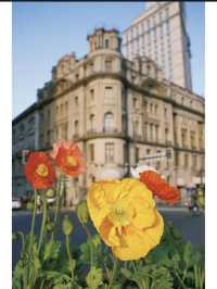 Spring Plog of Yumeiren on the Bund