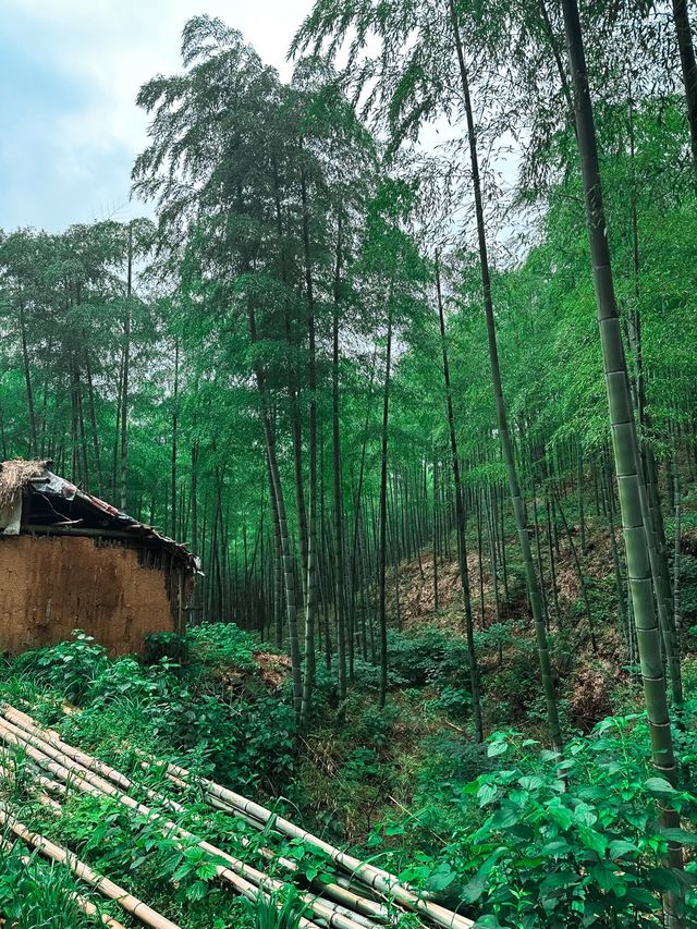 Moganshan, Zhejiang🌿🏔️🎋