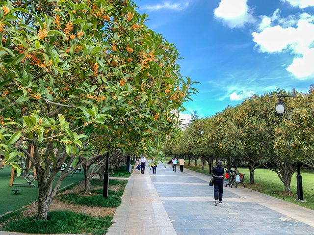 キンモクセイ香る「桂花公園」