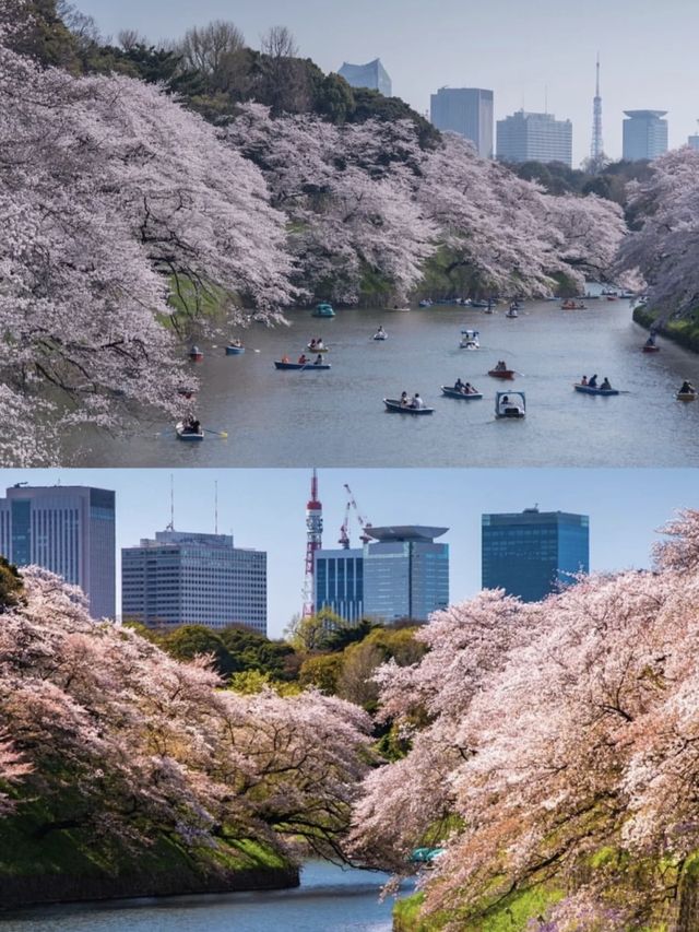 ❤️❤️Japan Cherry Blossom Season | Top 5 Cherry Blossom Viewing Spots in Tokyo