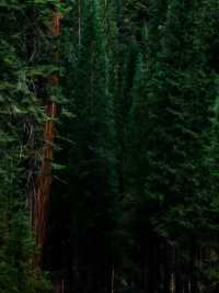 The scenery of the world's largest redwood tree is famous worldwide.