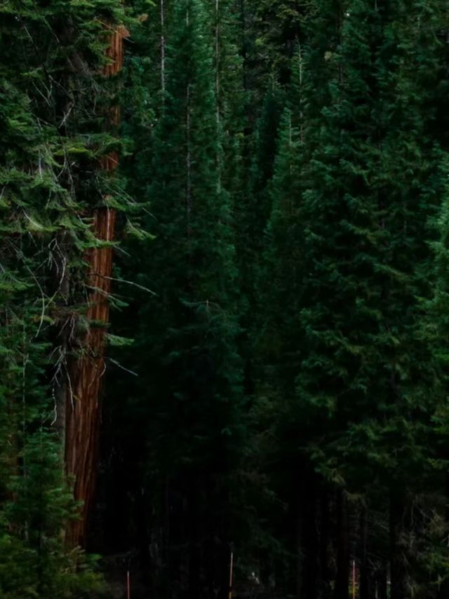 The scenery of the world's largest redwood tree is famous worldwide.