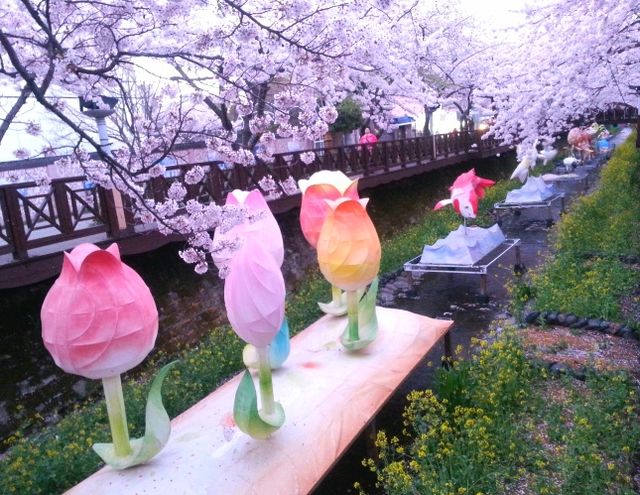 Don't miss the cherry blossoms in Zhenhai when enjoying cherry blossoms in Korea.