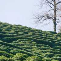 Relaxing Greens at Longjing Village