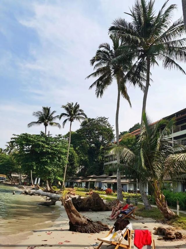 Thai Elephant Island, experience bathing baby elephants.