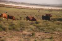 總要去內蒙古看一看風吹草低現牛羊的草原吧