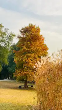 這不是瑞士!這是在上海!