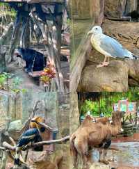 深圳周邊遊|這裡可以遊玩一整天的動物園