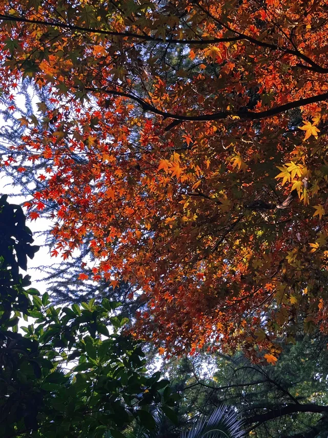 不是在京都，而是在魔都上海市中心
