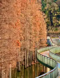 快去冬日的青山湖，水杉紅透！