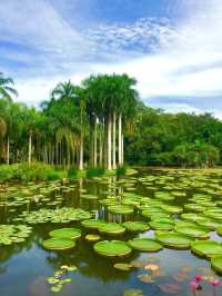 西雙版納熱帶植物園：探索奇妙的綠色世界