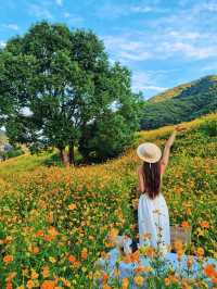 杭州你別太離譜淪陷在秋日的花海