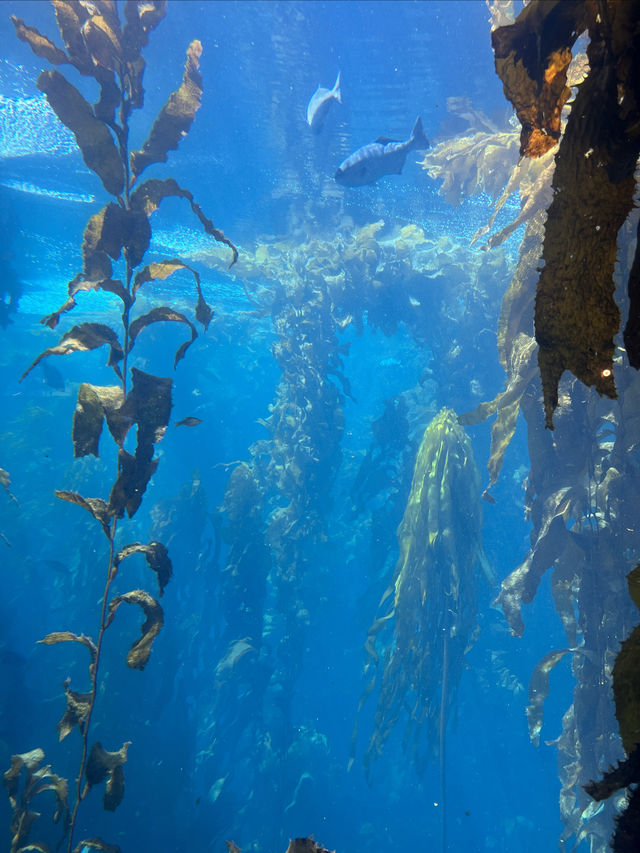 怎麼會有那麼夢幻的水族館！