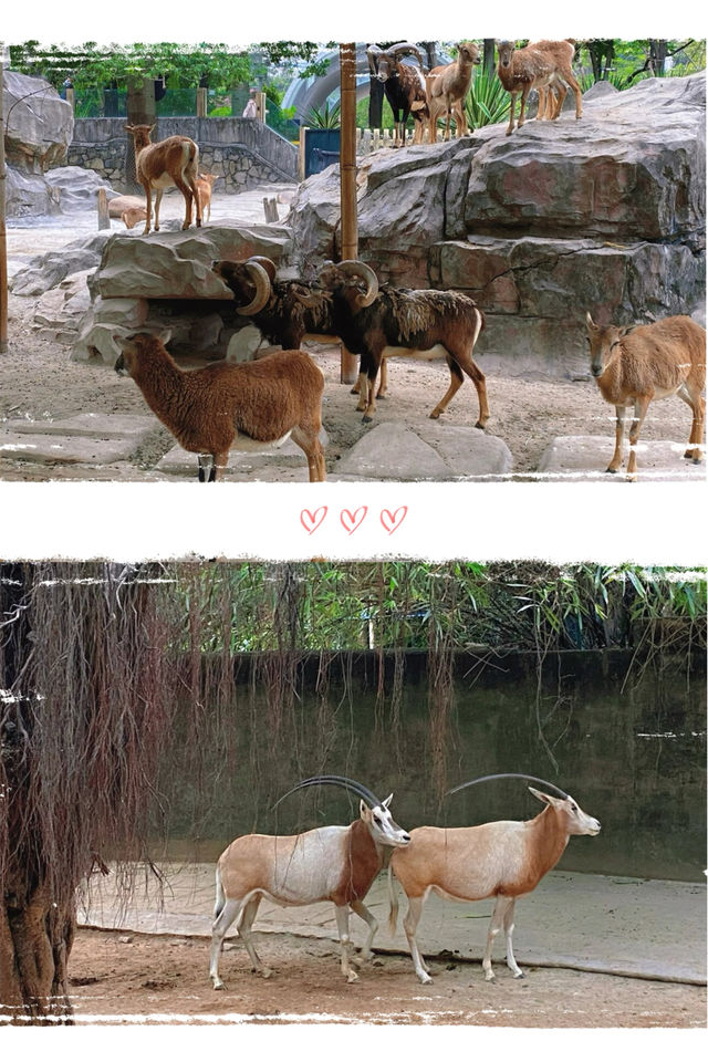 週末來看廣州動物園 “黑白飯團”大熊貓剛好