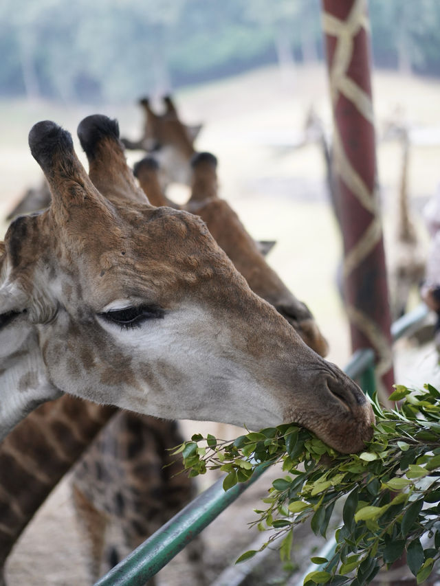 春節遊玩好去處！！和野生動物近距離互動
