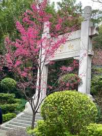 屏山公園賞櫻