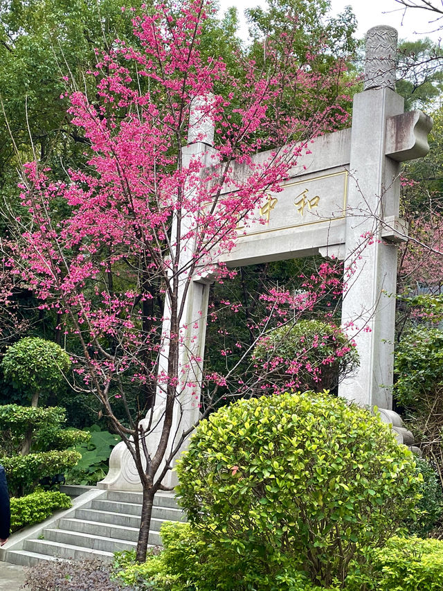 屏山公園賞櫻