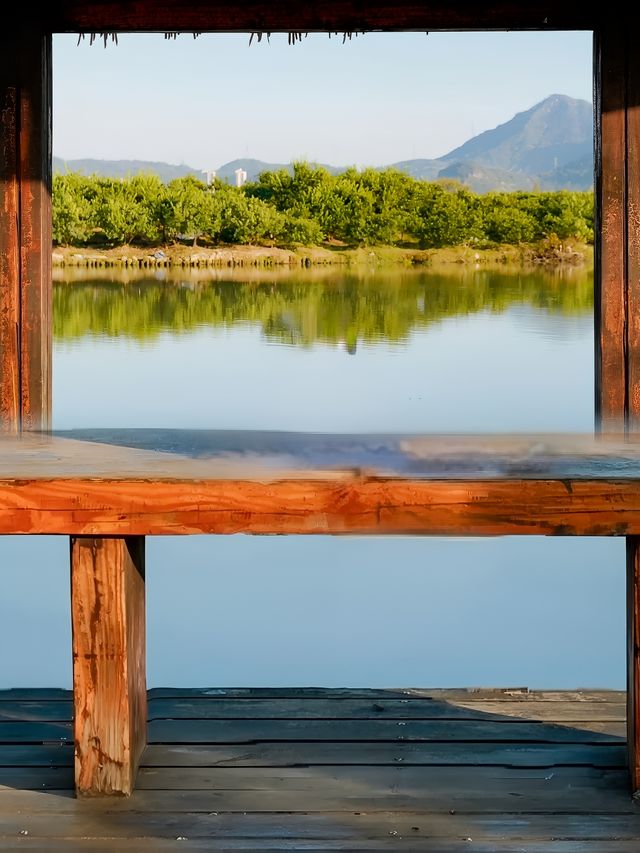 不是北歐森林！是溫州三樣濕地水上杉林棧道！