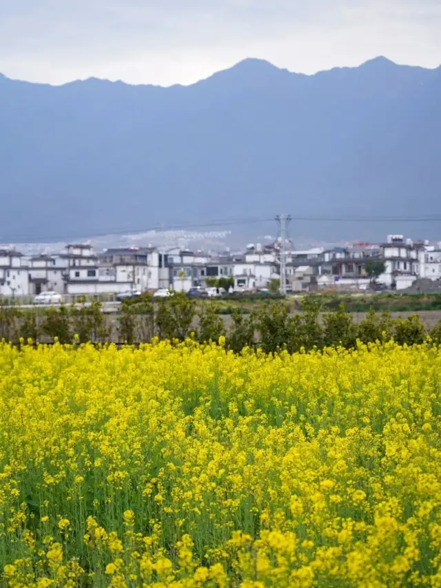 The spring light of Erhai Lake reflects the azure sky, and the fields of canola flowers surge like a golden sea