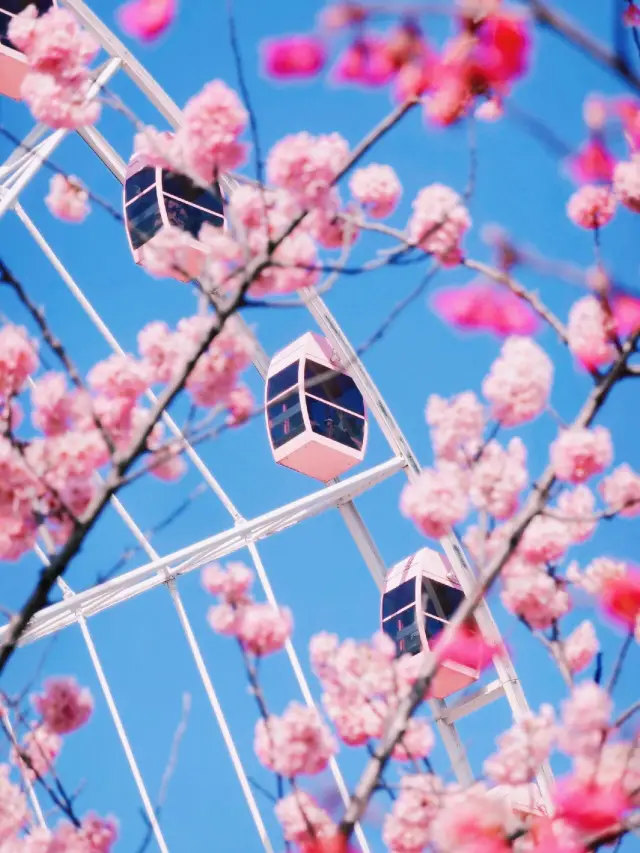 Go to Gucun Park for a cherry blossom date, with a tour route included
