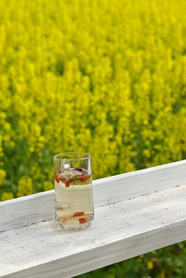 關於春天 || 陽光 微風 油菜花