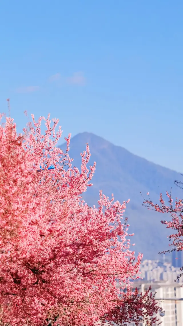 桜の開花シーズン、どこで桜を見る？？