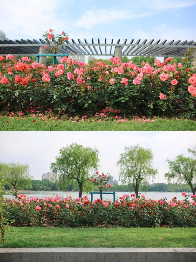 上海周末|世紀公園初夏花海打卡攻略！