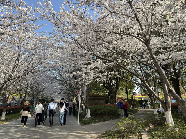 櫻花如雲高東鎮