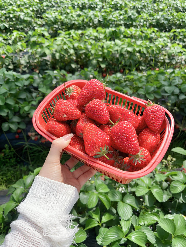 摘不完的草莓
