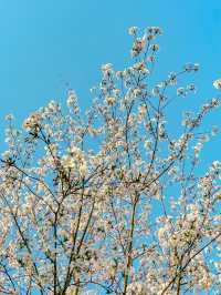 上海野生動物園露營賞櫻花，好惬意