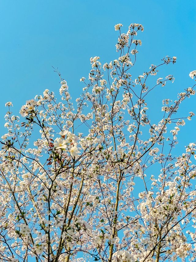 上海野生動物園露營賞櫻花，好惬意