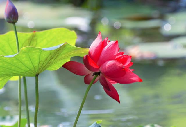 不花景點錢,在鄭州浪漫事能做哪些? 不花景點錢,在鄭州浪漫事能做哪些?
