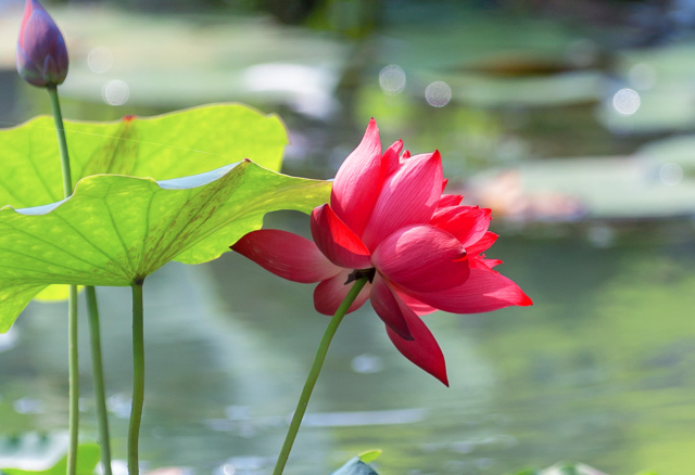 不花景點錢，在鄭州浪漫事能做哪些？