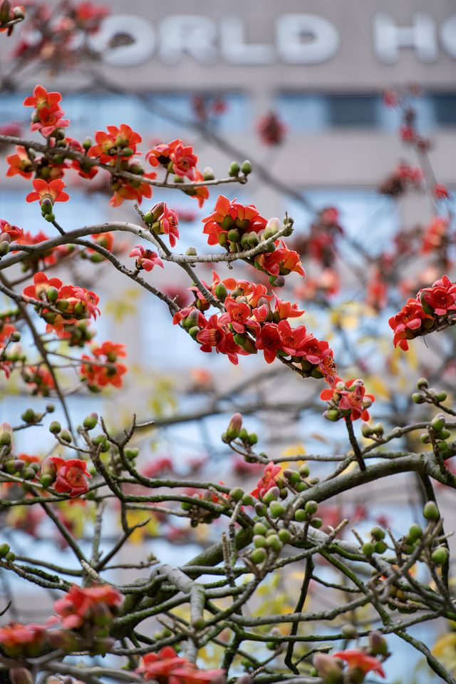 三月裡的佛山，滿城被木棉花披上“紅妝”