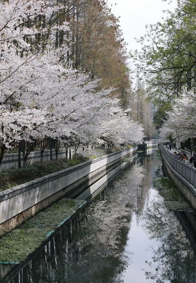 南京｜本來以為東京的櫻花很美 直到我來到這裡