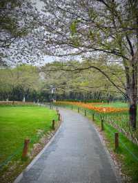 在柯橋｜遇見鬱金香花海