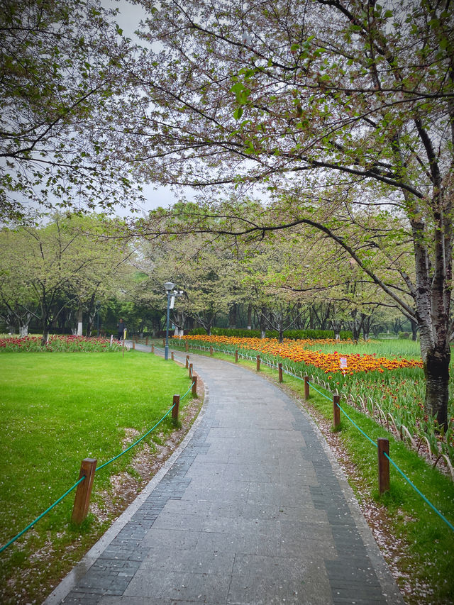 在柯橋｜遇見鬱金香花海