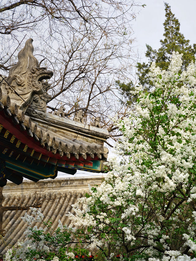 本週迎來法源寺最佳觀花期 錯過等一年