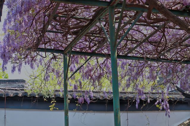 忠王府的480歲紫藤開花啦！