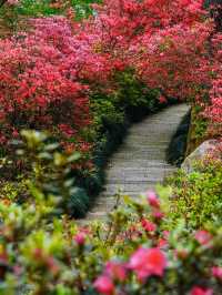 杭州驚現莫奈花園，春日天花板公園