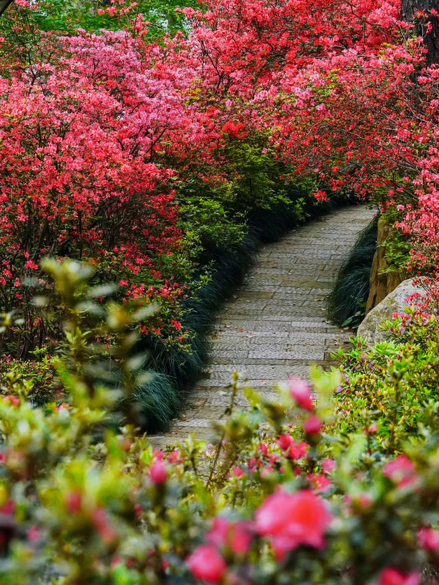 杭州驚現莫奈花園，春日天花板公園