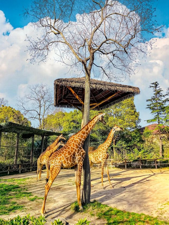 上海野生動物園一日遊｜保姆級遊玩攻略