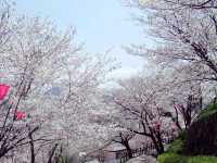 Tateyama Sun and Sakura