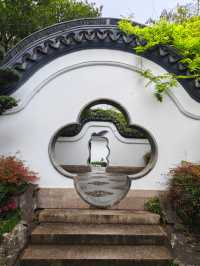 這個公園裡藏著470年的古藤