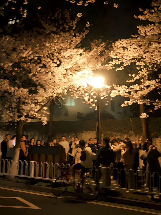 江蘇南京雞鳴寺｜夜櫻之美