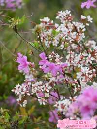 Tranquil Beauty: Exploring Ningbo's Azalea Hiking Route 🌺