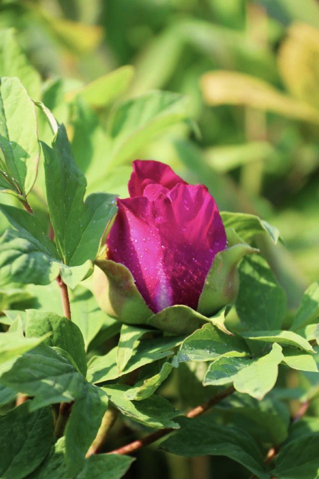 花開時節動塞外：國色天香了300多年的陪嫁牡丹