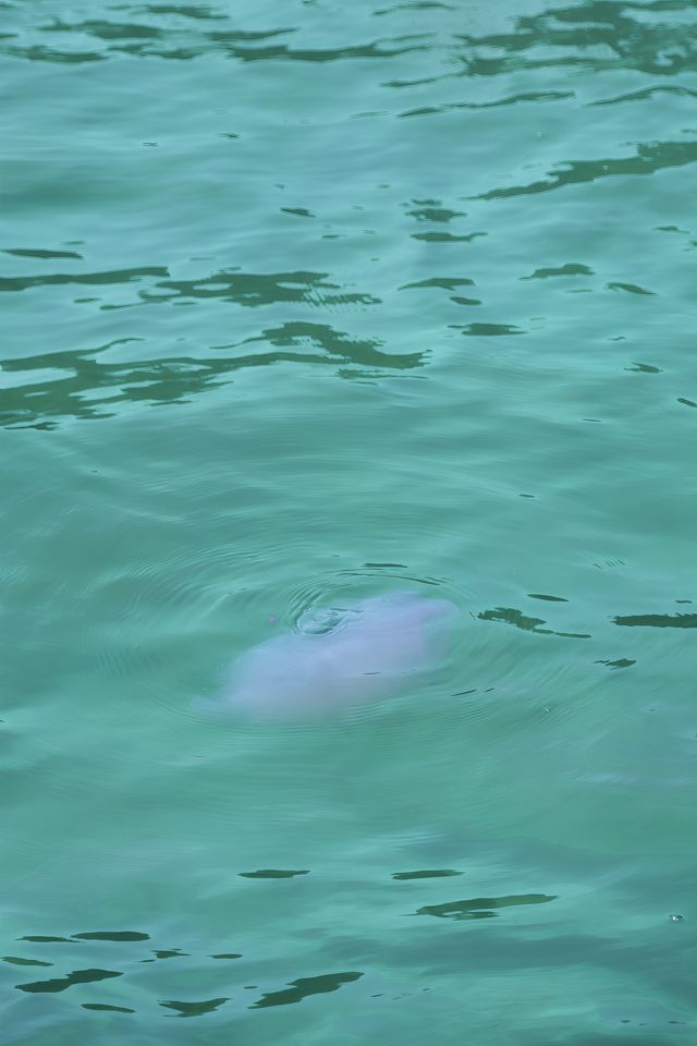 泰國海島，甲米小眾海島諾克島出海攻略